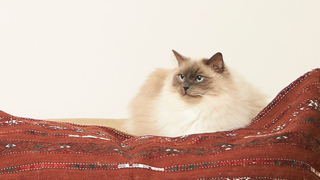 Gato descansando sobre una manta en una casa hipoalergénica con aire interior limpio