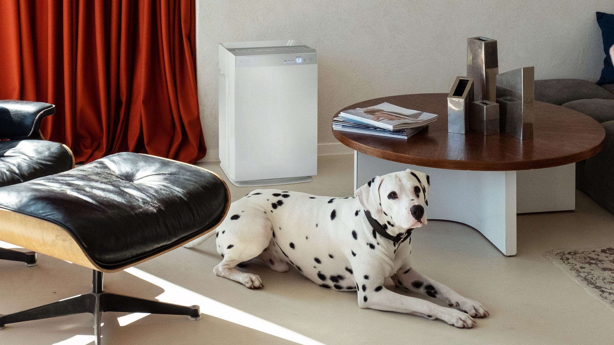 Dalmatian dog lying on the living room floor next to an air purifier