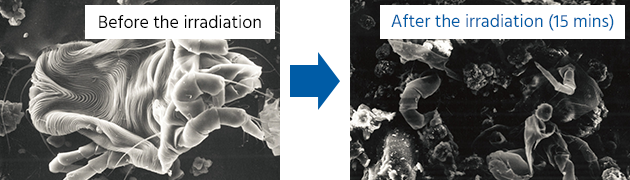 Mites before and after 15 minutes of Streamer irradiation