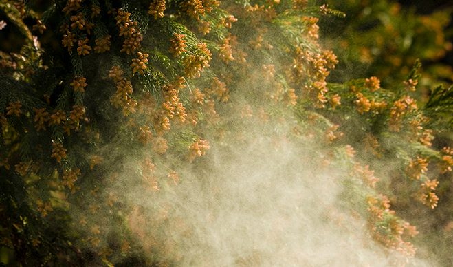 Polinización en la naturaleza